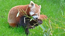 Kleiner Panda (12).jpg